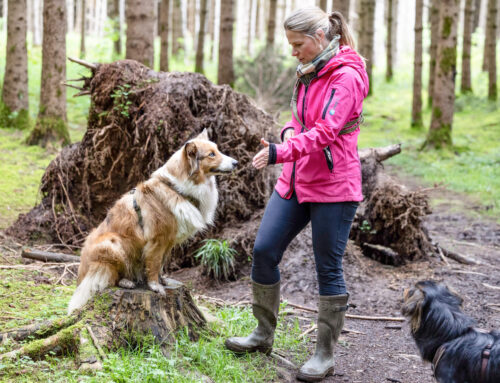 Hundenamen 2025 – Die Wissenschaft hinter der perfekten Namenswahl
