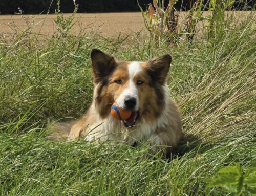 Behavioral Wellness – Emotionale Gesundheit für Hunde