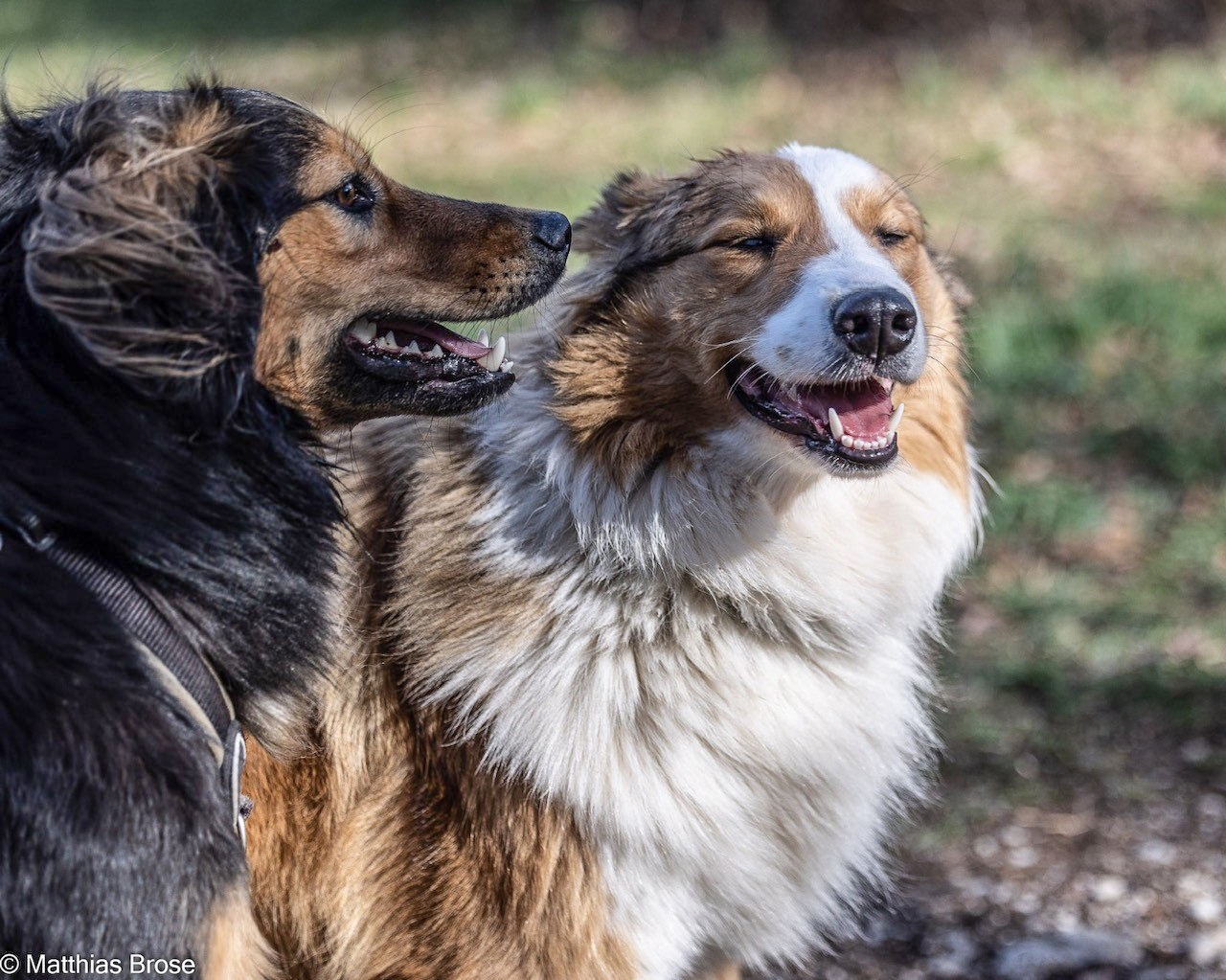 Web10 Hundetraining