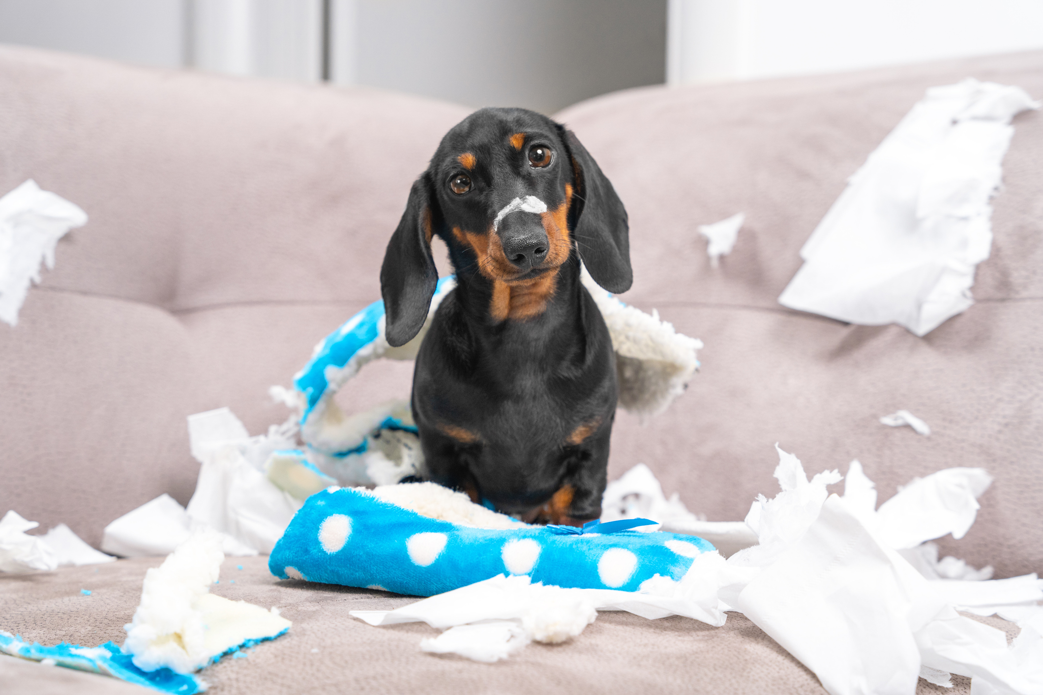 Mess dachshund puppy was left at home alone, started making a mess. Pet tore up furniture and chews home slipper of owner. Baby dog is sitting in the middle of chaos, gnawed clothes, looks piteously Hundetraining