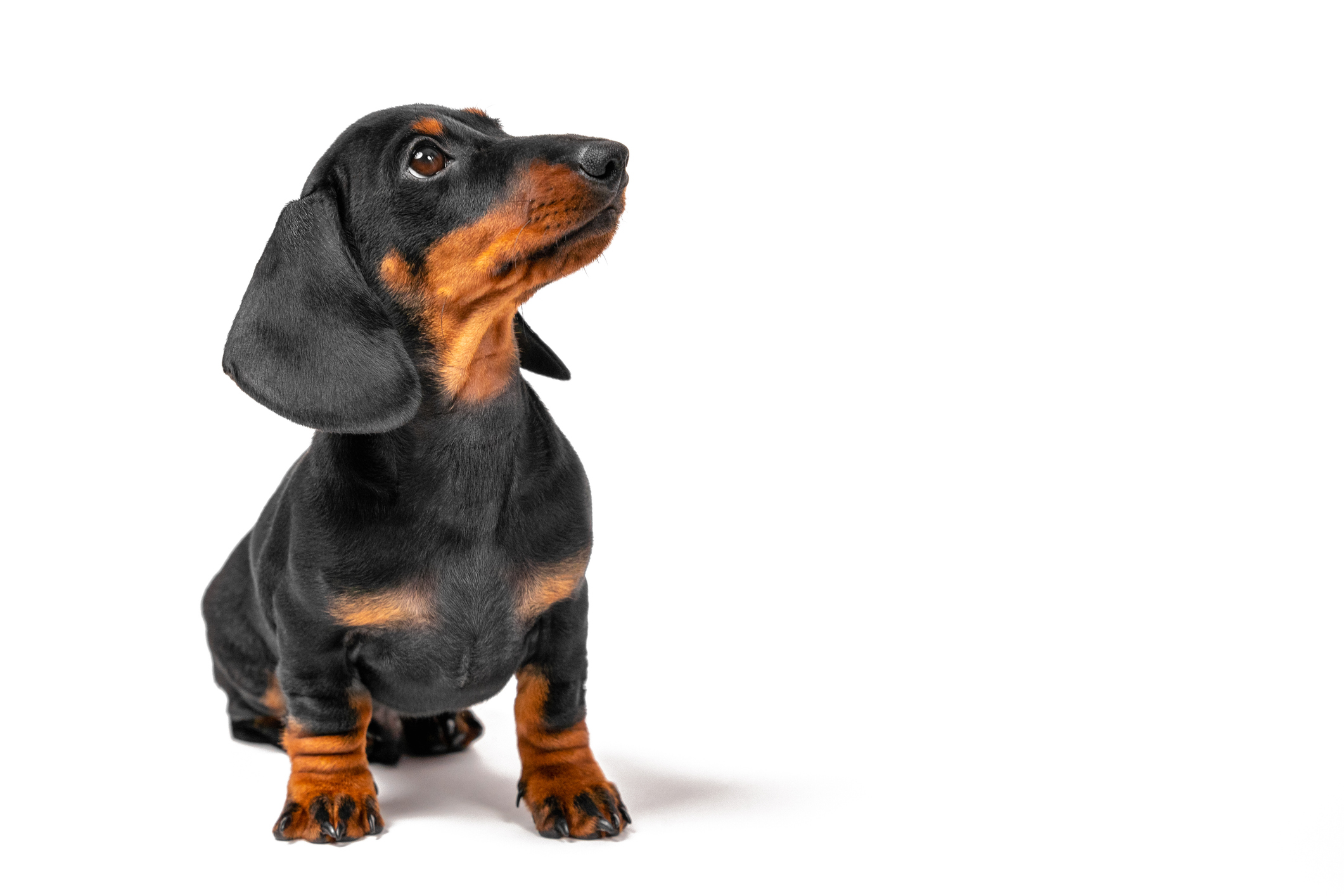 Cute dachshund puppy sits and looks attentively sideways at the owner , waiting for a delicious reward for training. Education puppies Hundetraining