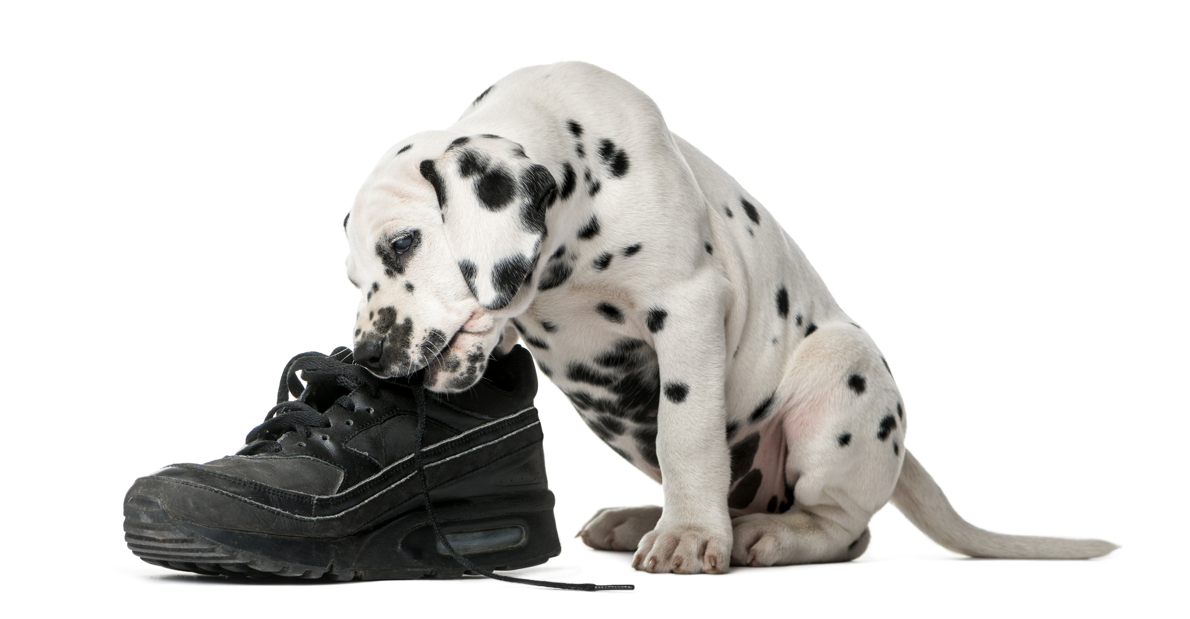 Dalmatian puppy chewing a shoe