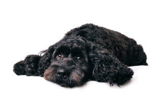 Trennungsangst oder Nicht-alleine-Bleiben können