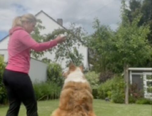 Warum ist Signalkontrolle wichtig?