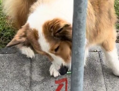 Nasenarbeit – Geistige Auslastung für Körper und Seele