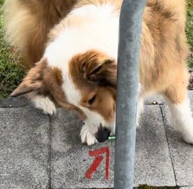 Nasenarbeit – Geistige Auslastung für Körper und Seele