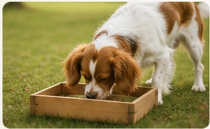 Hund sucht in einer Holzbox