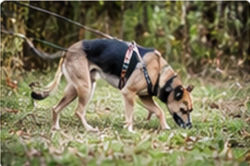 Hund beim Mantrailing